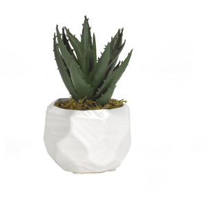 Mini Aloe Plant in Small White Flintstone Planter