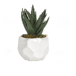 Mini Aloe Plant in Small White Flintstone Planter