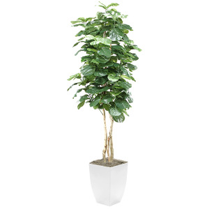 Fiddle Leaf Fig in Cardinal Planter