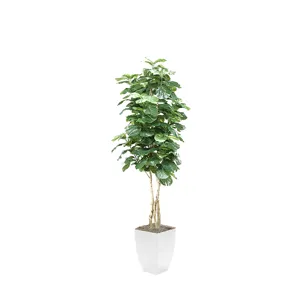 Fiddle Leaf Fig in Cardinal Planter