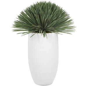 Yucca Rostrata in Nell Planter