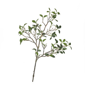 Frangipani Branch