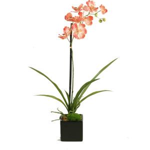 Cream/Red Vanda Orchid Plant in Glossy Black Ceramic Cube