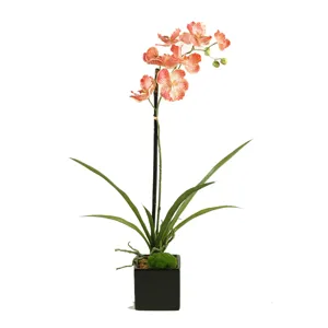 Cream/Red Vanda Orchid Plant in Glossy Black Ceramic Cube