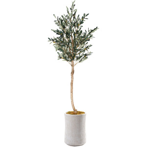7' OLIVE TREE LG WHT PLNTR X