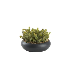 Flocked Succulents in Black Simply Low Bowl
