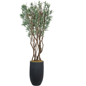 8&prime; Staghorn Tree in Black Nell Planter
