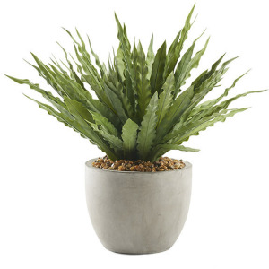Frosted Green Birdnest in Medium Grey Newport Pot