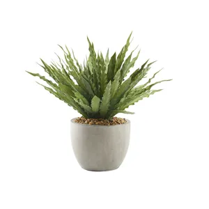 Frosted Green Birdnest in Medium Grey Newport Pot
