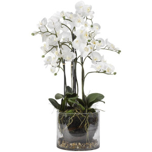 White Orchids in Glass Planter