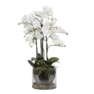White Orchids in Glass Planter