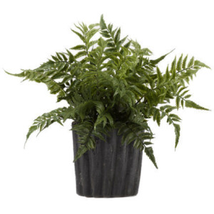 Leather Leaf Fern in Small Ripple Planter