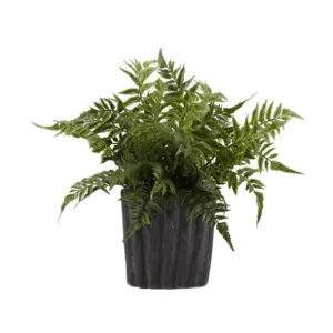 Leather Leaf Fern in Small Ripple Planter
