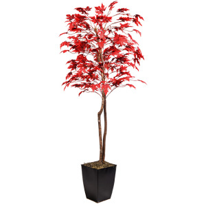 Fall Maple Tree in Cardinal Planter 6′