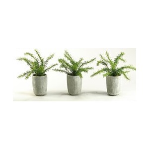 Rosemary Bush in Concrete Pot - Set of 3
