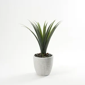 Yucca Head in Large Round White Textured Planter