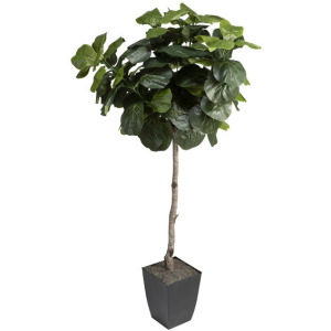 6&prime; Fiddle Leaf Fig Tree in Small Black Cardinal Planter