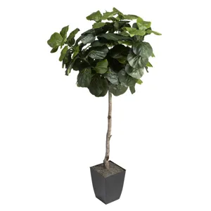 6&prime; Fiddle Leaf Fig Tree in Small Black Cardinal Planter