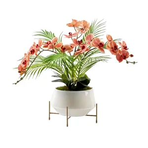 Red &amp; Cream Phael Orchids in Parson Planter