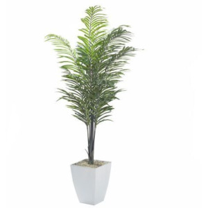 7&prime; Areca Palm in Large White Cardinal Planter