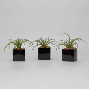 Curly Tilandsia in Black Ceramic Cube - Set of 3