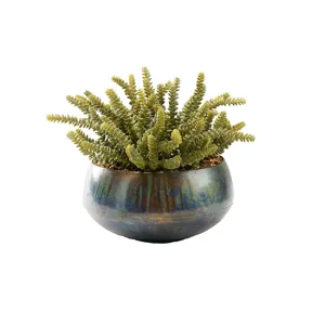 Soft Touch Donkey Tail in Rustic Green Sosa Bowl