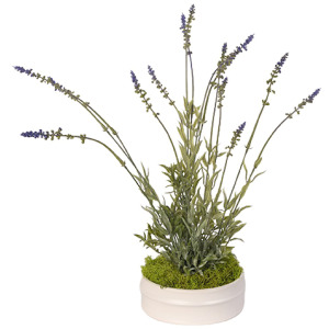 Lavender in Small Dollop Planter