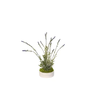 Lavender in Small Dollop Planter