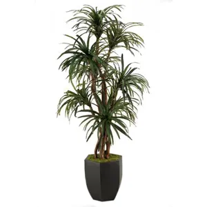 7&prime; Dracaena in Metal Planter