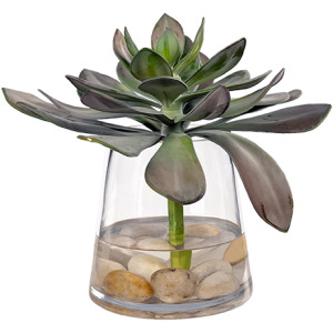 Green/Purple Frosted Echeveria in Tapered Glass