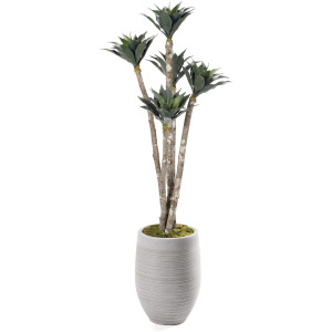 Agave Poles in White Ribbed Planter