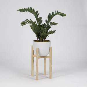 Zamifolia Plant in White Planter w/Wood Stand