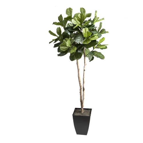 7′ Fiddle Leaf Fig Tree in Black Square Metal Planter