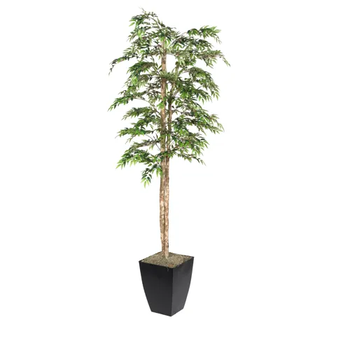 7′ Ruscus Tree in Large Black Cardinal Planter