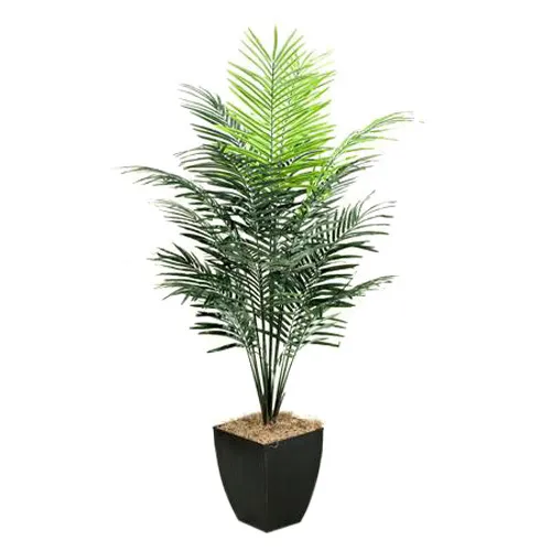 7′ Dwarf Areca Palm Tree in Large Black Cardinal Planter