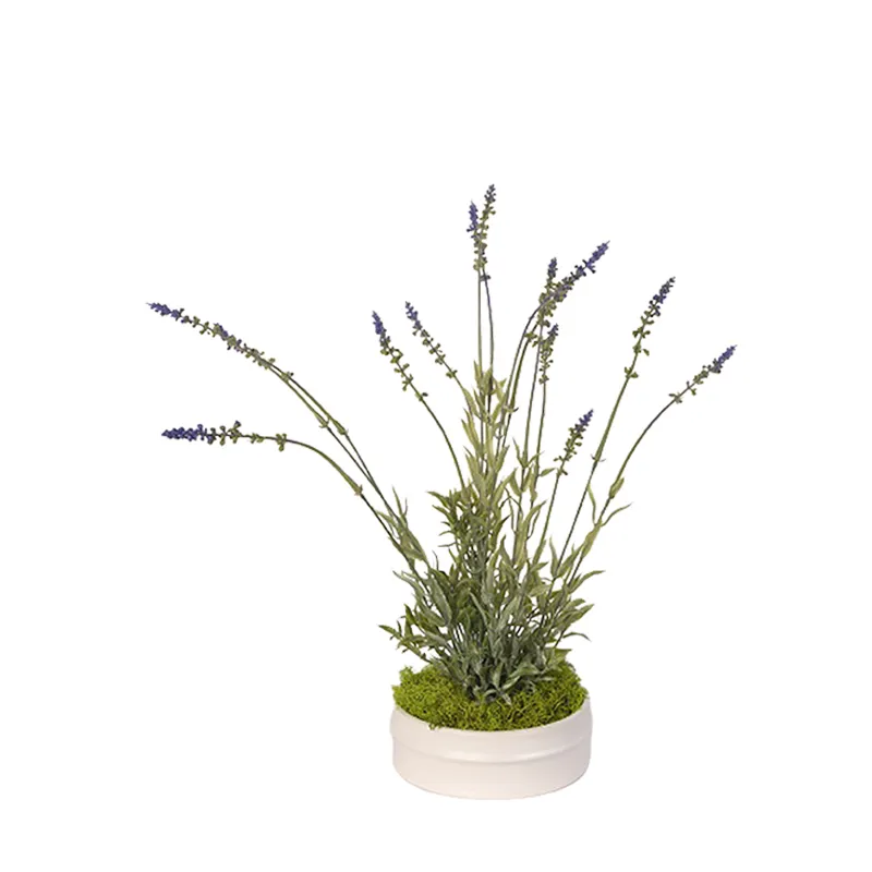 Lavender in Small Dollop Planter