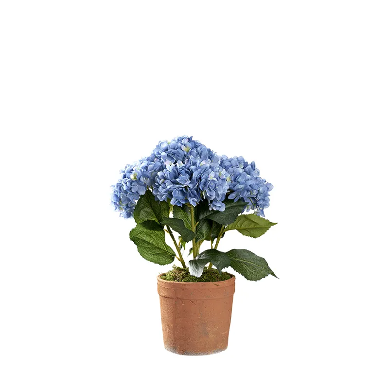 Blue Hydrangeas in Trove Planter