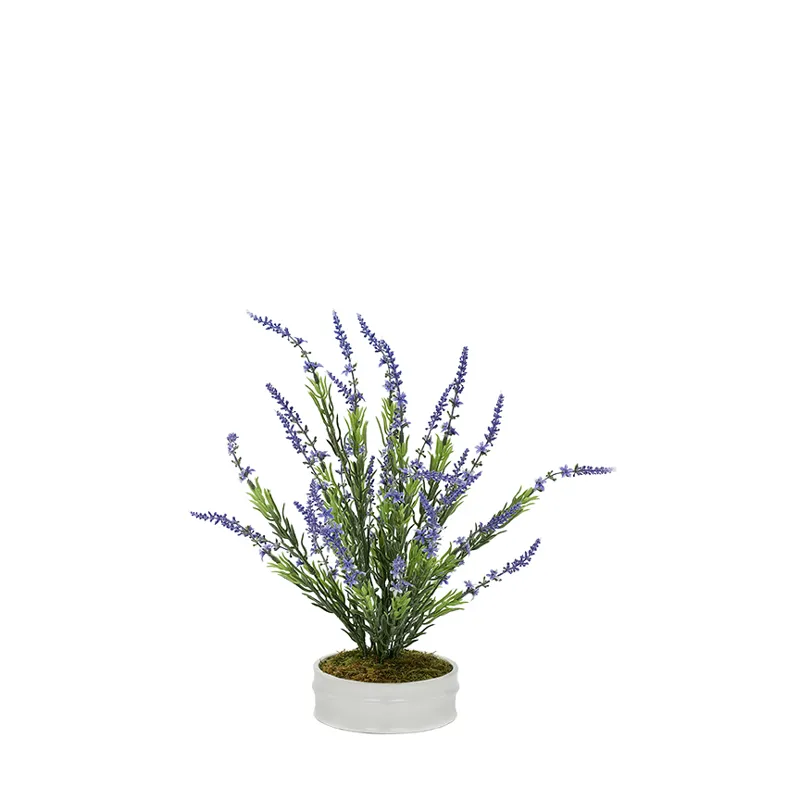 Lavender Bush in Dollop Planter