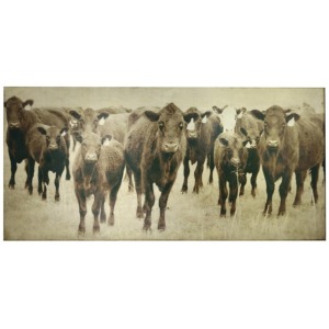 Bovine Canvas Art - Cow Photography w/ Gold Leaf Foil