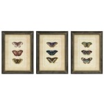 Butterfly Collection Wall Art - Set of 3