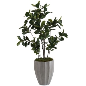 90X57X57 Fiddle Leaf Fig 1
