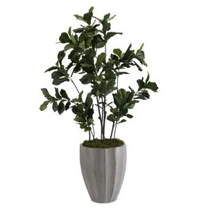 90X57X57 Fiddle Leaf Fig 1