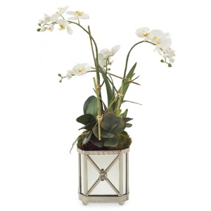 Silver Orchids