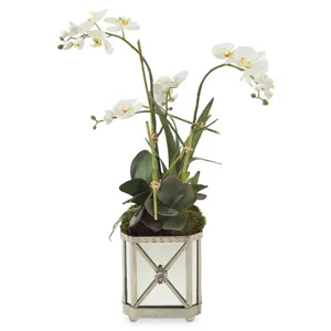 Silver Orchids