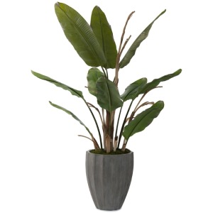 96X61X61 New Banana Tree