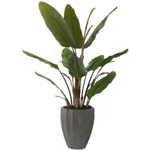96X61X61 New Banana Tree