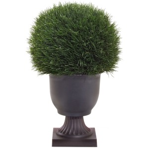 X Acorus Topiary