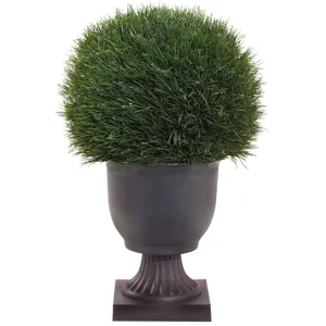 X Acorus Topiary