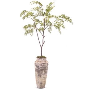 Mississippi Maple