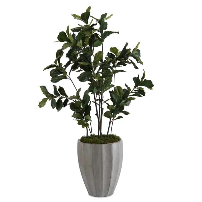 90X57X57 Fiddle Leaf Fig 1